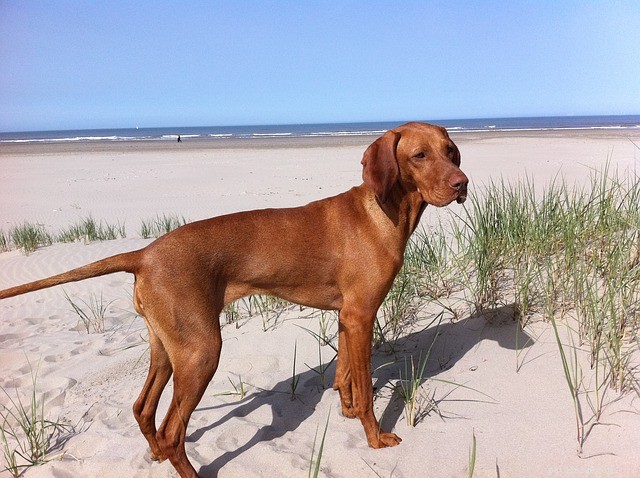 Vizsla Dog Guide: Traits, Personality, Care Tips & Fun Facts