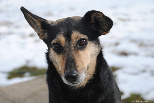 Ear Mites in Dogs: Effective Ways to Eliminate Them