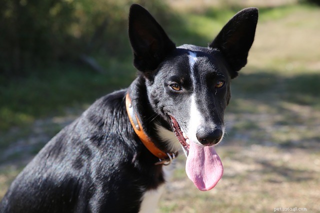 Dog Identification Tags: Why They’re Crucial for Your Pet’s Safety
