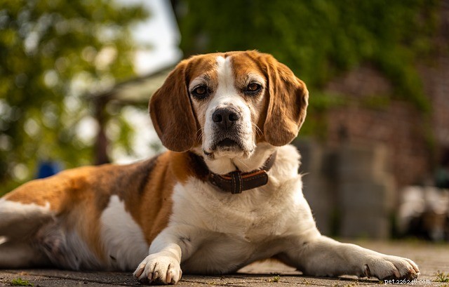 Xylitol in Dogs: Understanding the Risks and Safe Use