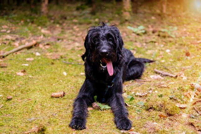 Aspirin for Dogs: Safe Use, Dosage, and Vet Guidance