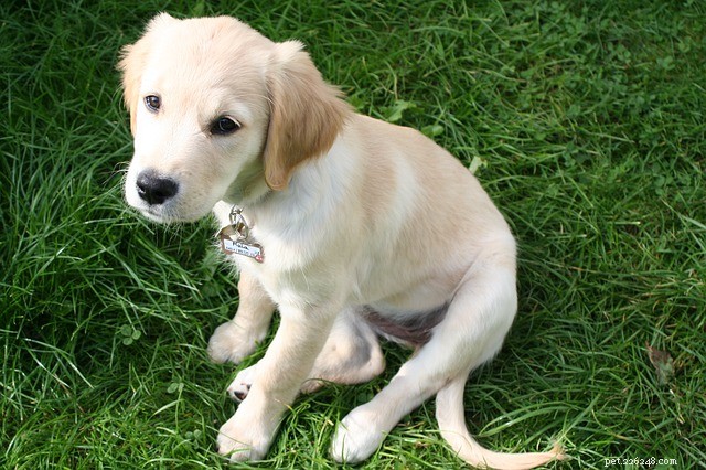 When Do Puppies Begin Retrieving? A Guide to Training Timelines