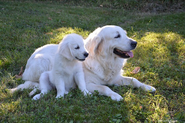 Dog Pregnancy Duration: Understanding the 63‑Day Gestation Period
