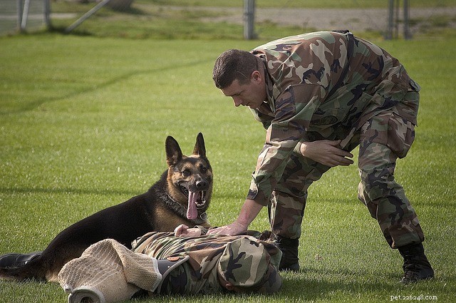 Adopt a Military Dog: A Step‑by‑Step Guide to Support Veterans