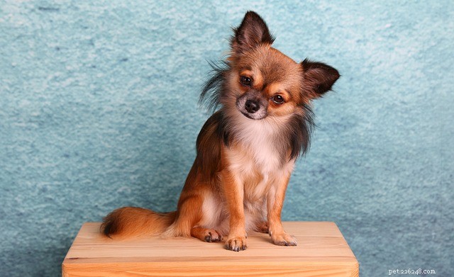 Understanding Canine Body Language: A Practical Guide for Dog Owners