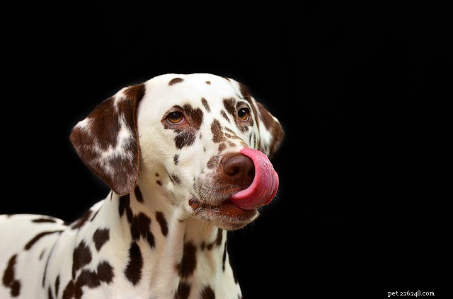 Choosing the Best Dog Food: Expert Guide for Every Dog