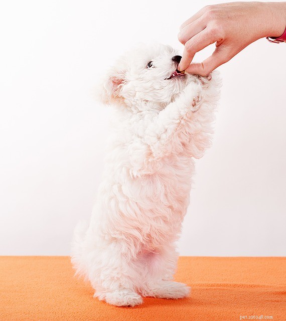 Science Diet Dog Food Review: Veterinary‑Recommended Nutrition for Healthy Dogs