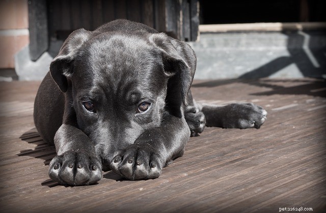 When Will Your Puppy Start Obeying Commands? A Guide to Training Timelines