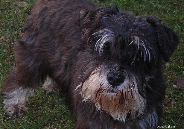 Miniature Schnauzer: History, Traits, and Personality Unveiled