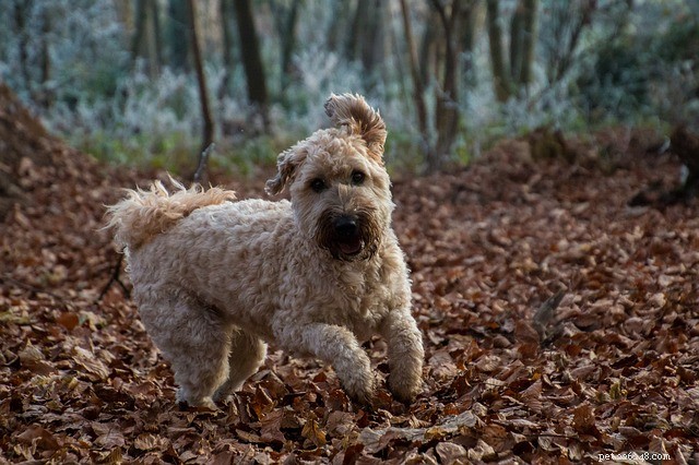 Irish Terrier: Origins, Appearance, and Temperament Explained