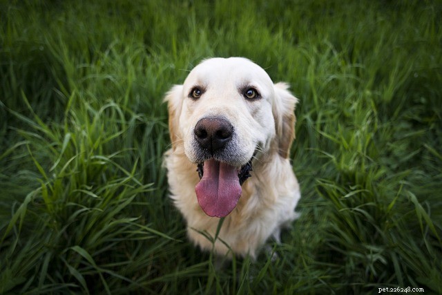 Frontline Plus for Dogs: Comprehensive Guide to Tick and Flea Prevention