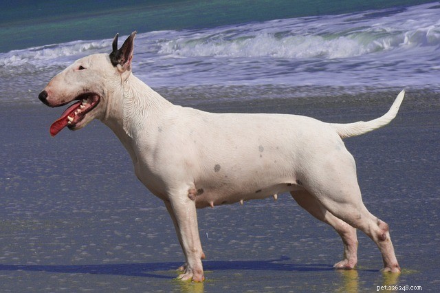 Miniature Bull Terrier: Key Traits, Personality & Care Guide