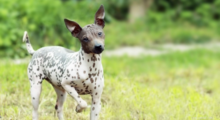 American Hairless Terrier: Traits, Temperament & Care Guide