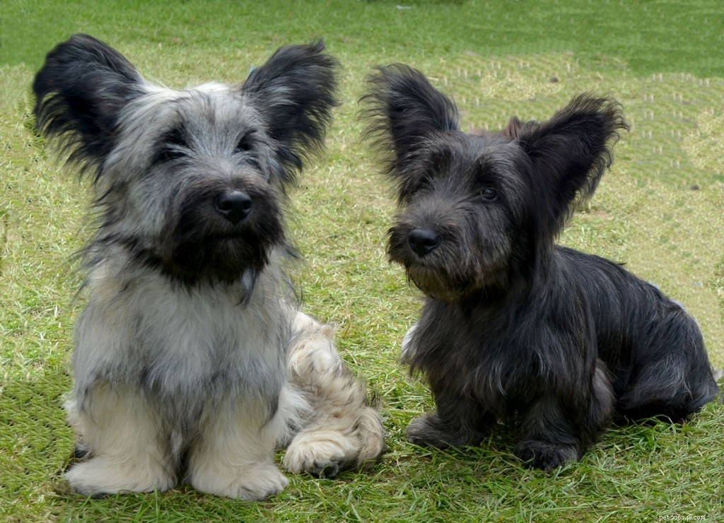 Skye Terrier: History, Traits, and Temperament