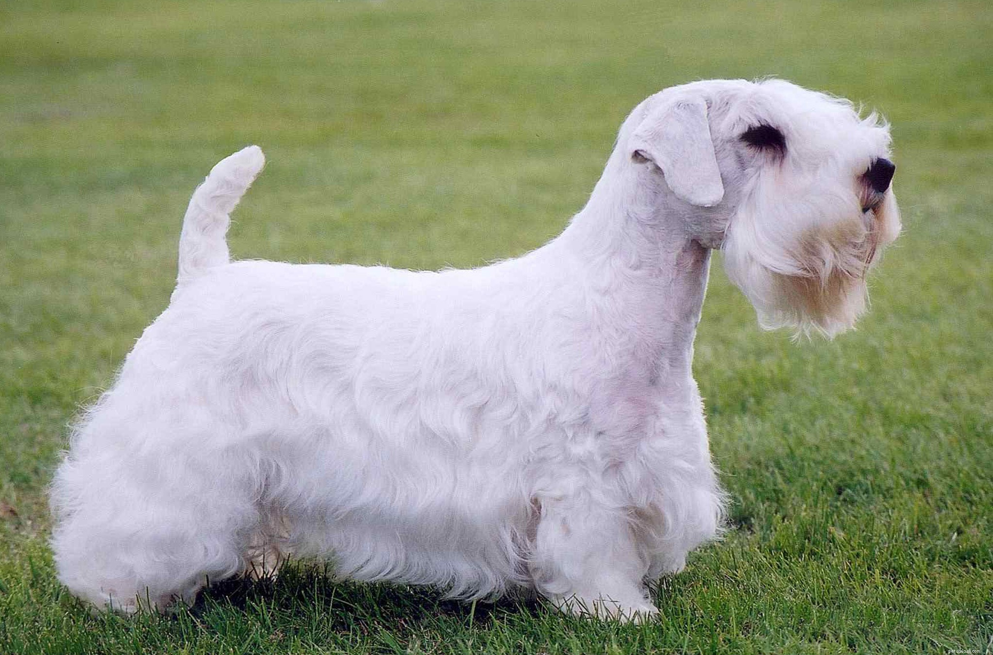 Discover the Sealyham Terrier: Origin, Traits, and Temperament