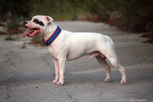 Staffordshire Bull Terrier: Origins, Traits & Loving Nature
