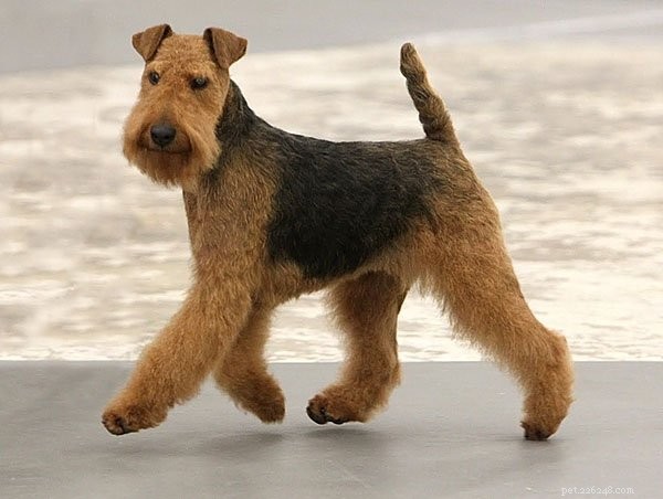 Welsh Terrier: Origin, Features, and Personality Explained