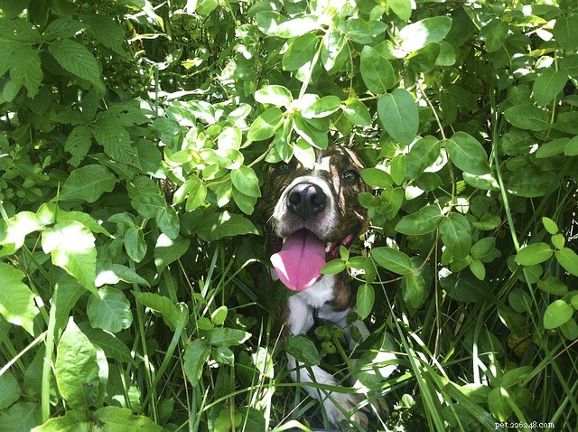 How to Find a Lost Dog: A Step-by-Step Guide to Locating Your Furry Friend