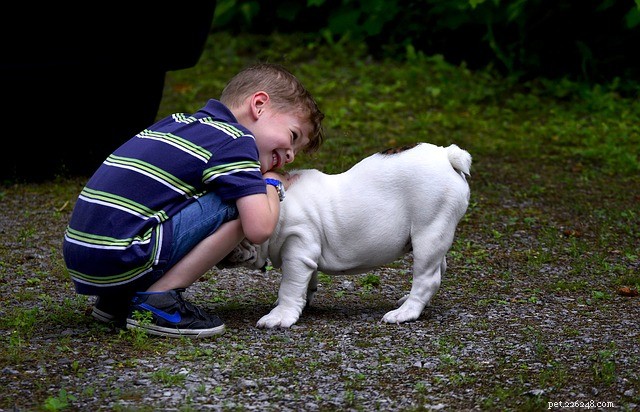 Choosing the Perfect Family Dog: A Guide to the Best Breeds