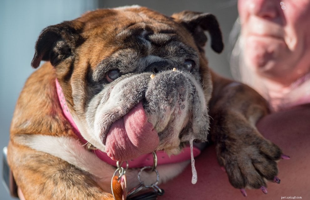 The World’s Ugliest Dog: Surprisingly Adorable