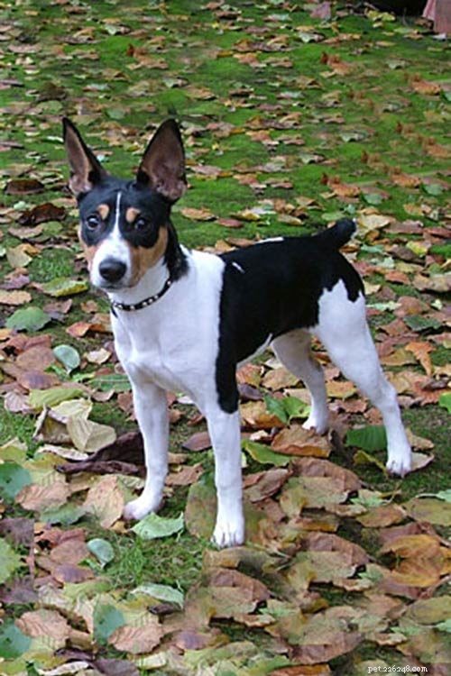 Rat Terrier: Origins, Traits & Playful Personality