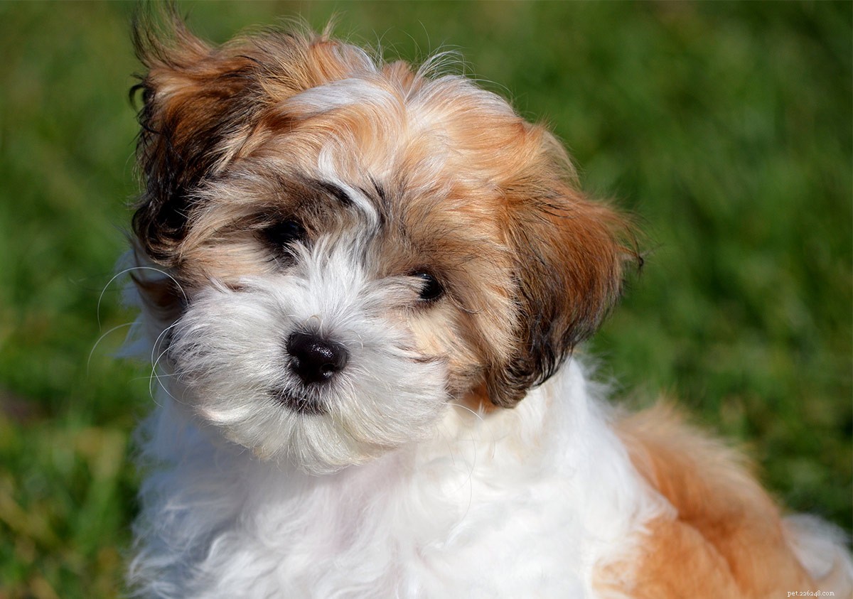 Teddy Bear Dogs: A Comprehensive Guide to Their Care and Characteristics