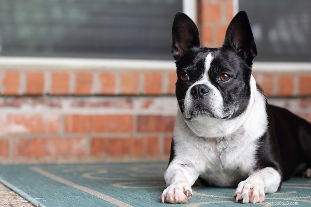 Understanding Why Dogs Fart: Causes, Prevention, and Solutions