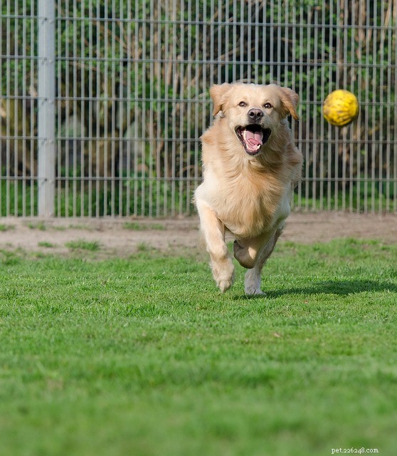 Electric Dog Fencing: Expert Guide to Safety, Setup, and Benefits