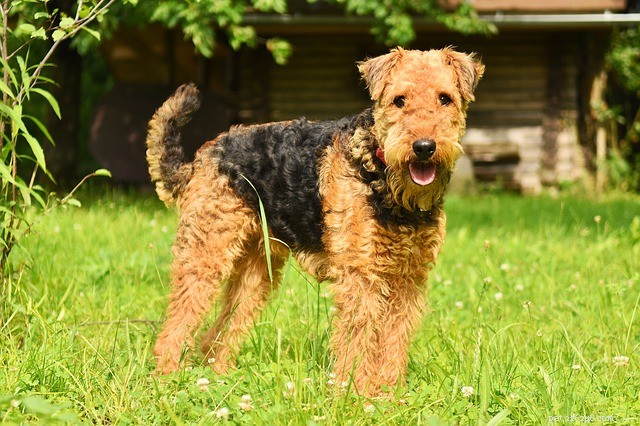 Understanding Dog Gastritis: Causes, Symptoms, and Effective Treatments