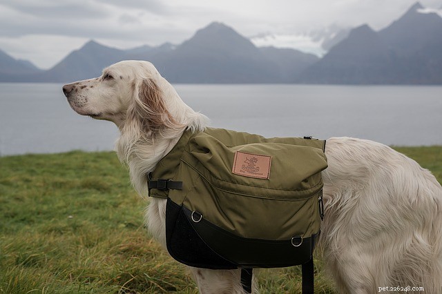 Premium Dog Backpack: The Ultimate Gear for Your Active Companion