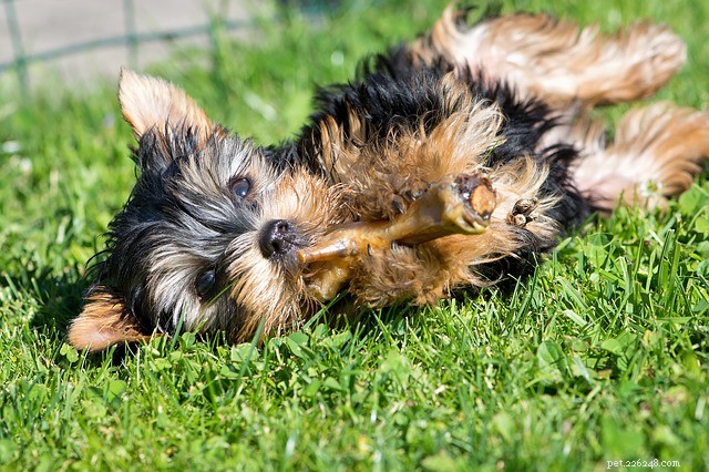 Choosing the Right Costco Dog Food: A Guide to Kirkland Signature Brands