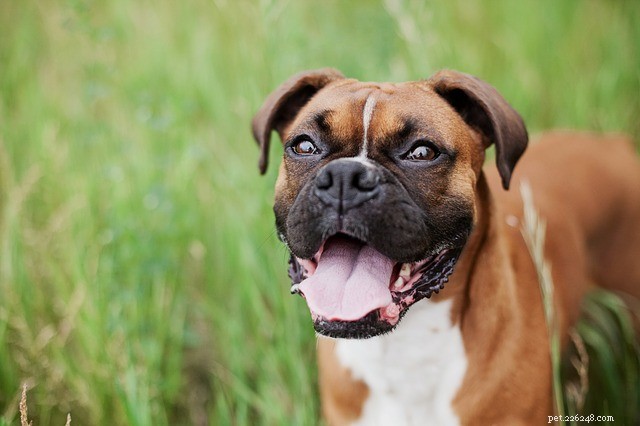 Top 5 Family-Friendly Guard Dogs That Protect & Play