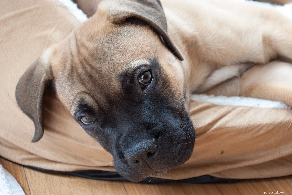 Top 5 Family-Friendly Guard Dogs That Protect & Play