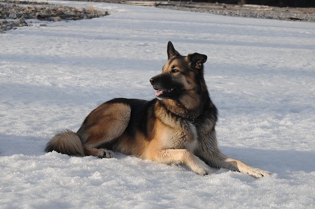 Top 5 Family-Friendly Guard Dogs That Protect & Play