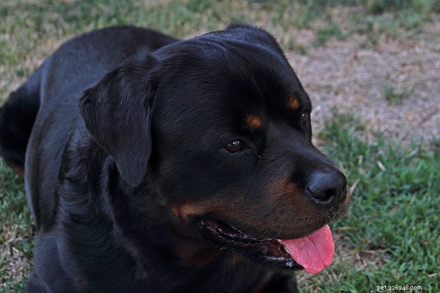 Top 5 Family-Friendly Guard Dogs That Protect & Play