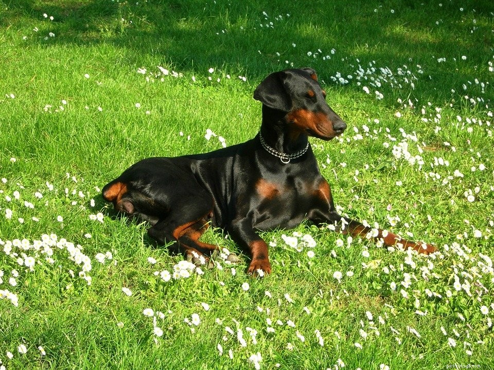 Top 5 Family-Friendly Guard Dogs That Protect & Play