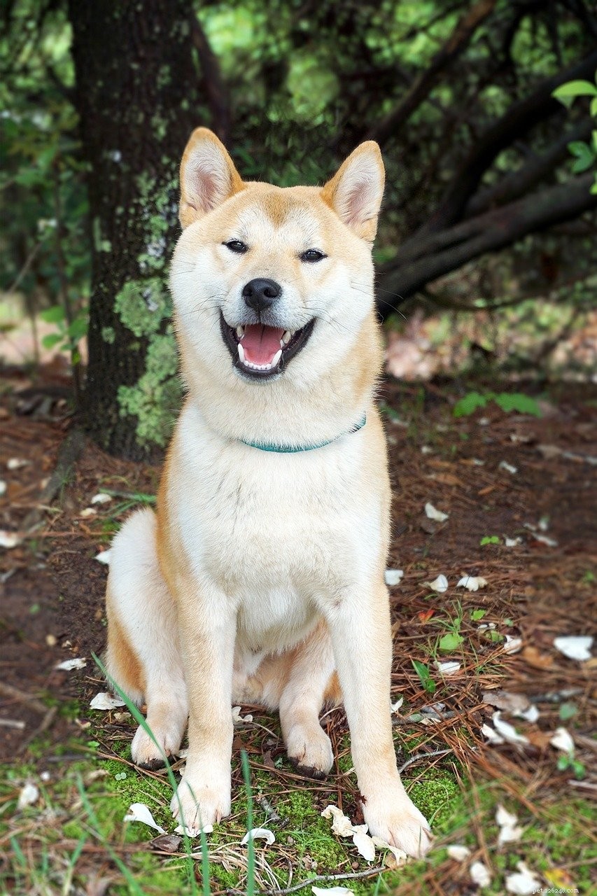 Discover Six Must-Love Japanese Dog Breeds
