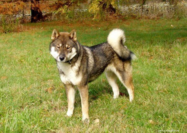 Discover Six Must-Love Japanese Dog Breeds