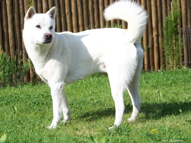 Discover Six Must-Love Japanese Dog Breeds