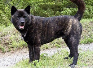 Discover Six Must-Love Japanese Dog Breeds