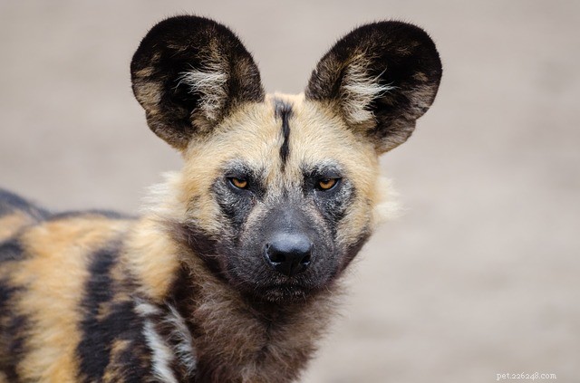 African Wild Dog: Traits, Behavior, and Habitat