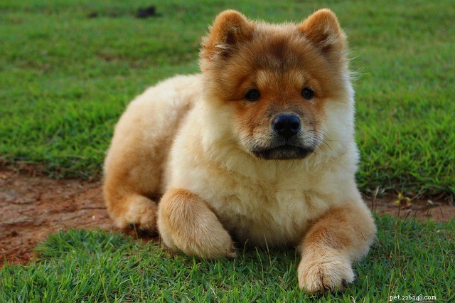 Fluffy Dogs: Why They’re Irresistibly Adorable—and How to Care for Them