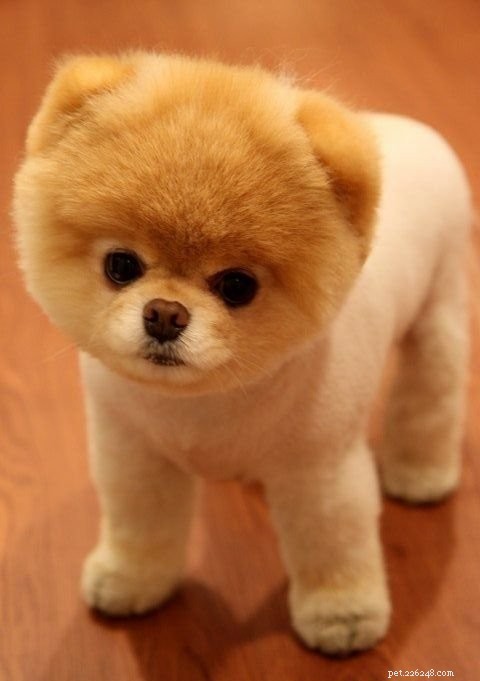 Fluffy Dogs: Why They’re Irresistibly Adorable—and How to Care for Them