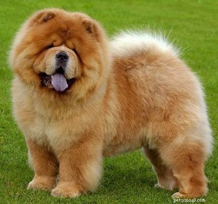 Fluffy Dogs: Why They’re Irresistibly Adorable—and How to Care for Them