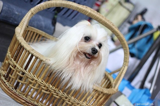 Fluffy Dogs: Why They’re Irresistibly Adorable—and How to Care for Them