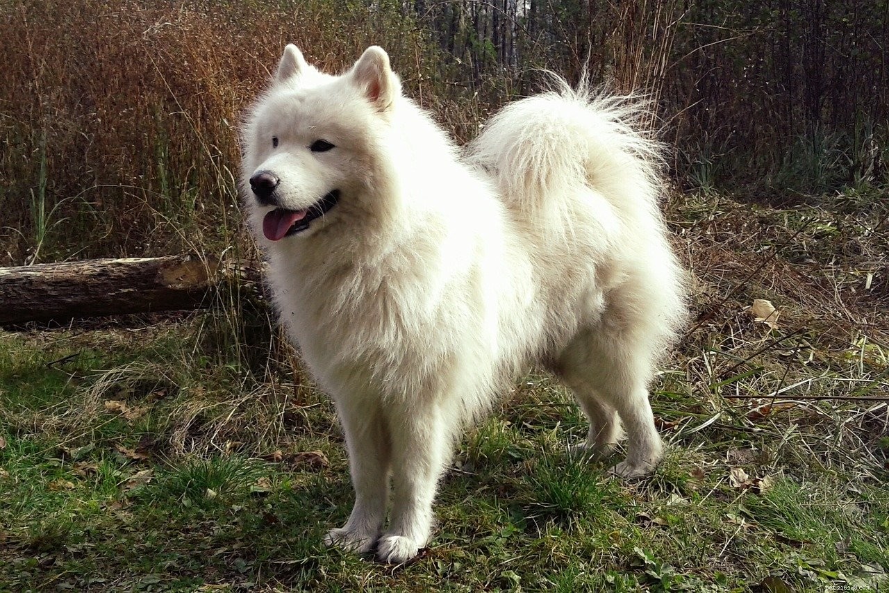 Fluffy Dogs: Why They’re Irresistibly Adorable—and How to Care for Them