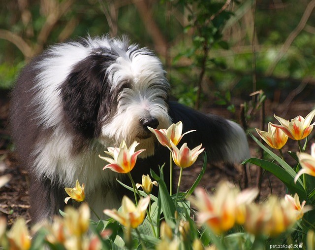 Fluffy Dogs: Why They’re Irresistibly Adorable—and How to Care for Them