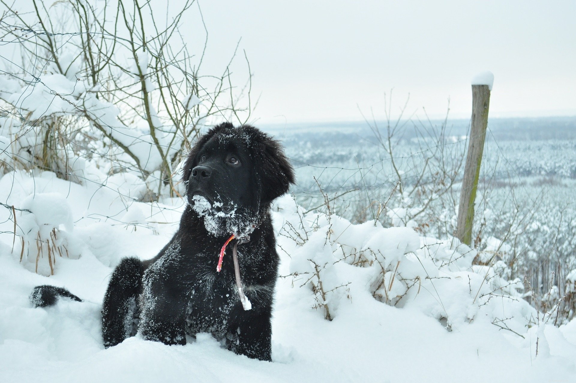 Fluffy Dogs: Why They’re Irresistibly Adorable—and How to Care for Them