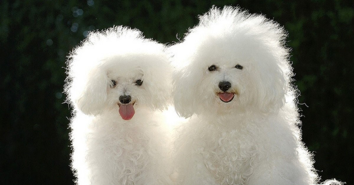 Fluffy Dogs: Why They’re Irresistibly Adorable—and How to Care for Them