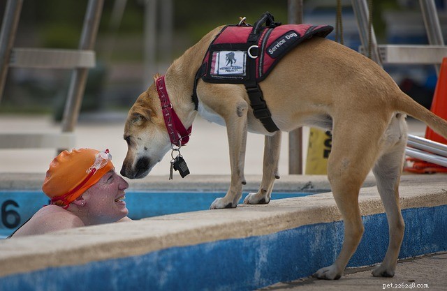 Understanding Service Dog Registration: What It Is and How It Works